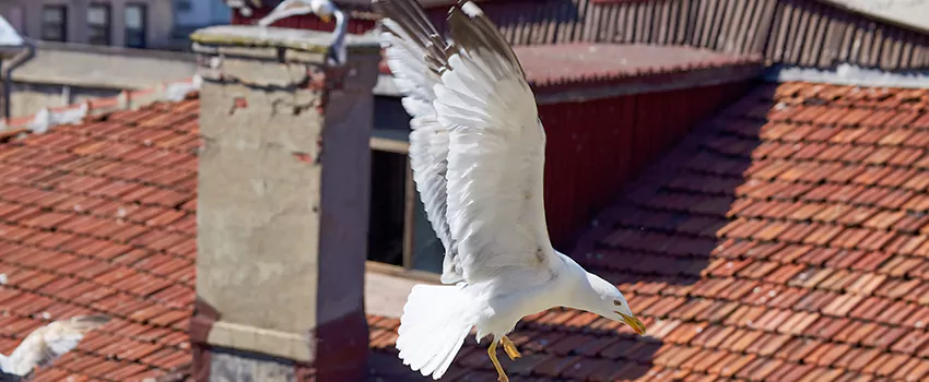 Residential Chimney Animal Removal Solution in Montvale, MA