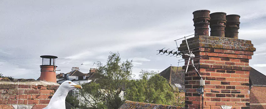 Chimney Cleaning And Restoration in Massachusetts Avenue Historic District, Massachusetts